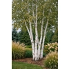 Brzoza papierowa - Betula papyrifera