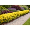 Bukszpan wieczniezielony King Midas - Buxus sempervirens