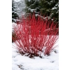 Dereń biały Elegantissima-Cornus alba