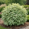 Dereń biały Elegantissima-Cornus alba