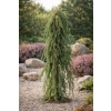 Jałowiec pospolity Oblonga Pendula-Juniperus communis