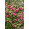 Malina okazała Olympic Double - Rubus spectabilis