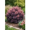 Perukowiec podolski Lilla-Cotinus coggygria