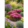 Rozchodnik ogrodowy Globe Pink - Sedum hybridum