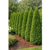 Żywotnik zachodni Smaragd-Thuja occidentalis