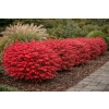 Trzmielina oskrzydlona Little Moses - Euonymus alatus