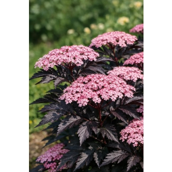 Bez czarny Black Beauty-Sambucus nigra