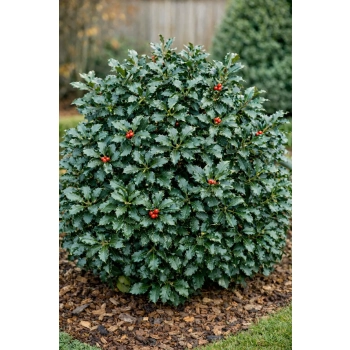 Ostrokrzew Blue Princess-Ilex x meserveae