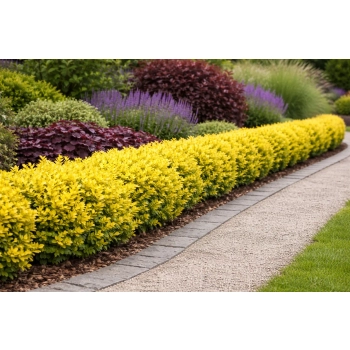 Bukszpan wieczniezielony King Midas - Buxus sempervirens
