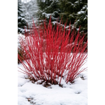 Dereń biały Elegantissima-Cornus alba