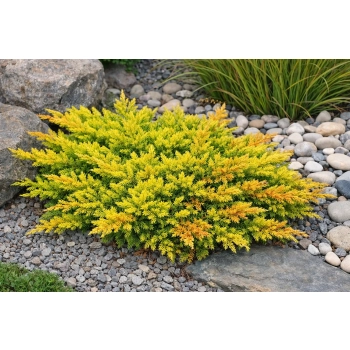 Jałowiec płożący Limeglow-Juniperus horizontalis