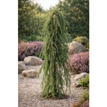 Jałowiec pospolity Oblonga Pendula-Juniperus communis