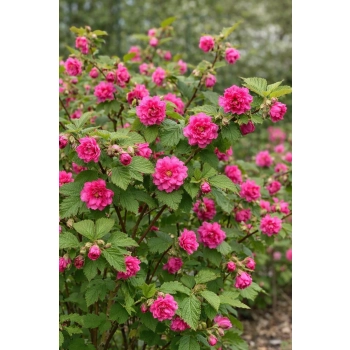 Malina okazała Olympic Double - Rubus spectabilis