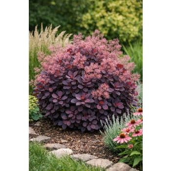 Perukowiec podolski Lilla-Cotinus coggygria