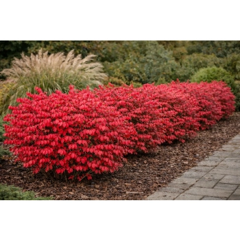 Trzmielina oskrzydlona Little Moses - Euonymus alatus