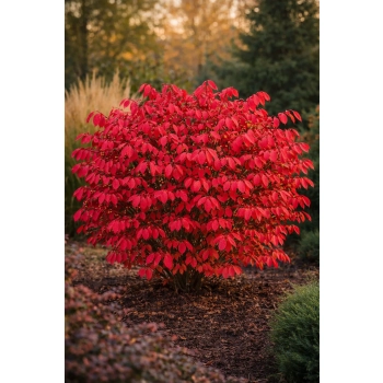 Trzmielina oskrzydlona ‘Timber Creek’ (Euonymus alatus) – krzew o czerwonych liściach jesienią i oskrzydlonych pędach