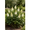 Orszelina olcholistna Clea-Clethera alnifolia