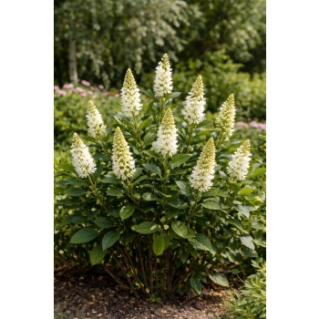 Orszelina olcholistna Clea-Clethera alnifolia