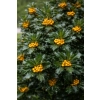 Ostrokrzew Cousin-Ilex