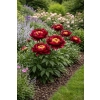 Piwonia chińska Buckeye Belle - Paeonia lactiflora
