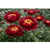 Piwonia chińska Buckeye Belle - Paeonia lactiflora