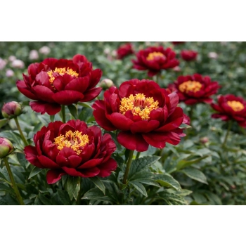 Piwonia chińska Buckeye Belle - Paeonia lactiflora