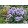 Płomyk wiechowaty Lavendelwolke - Phlox paniculata