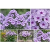 Płomyk wiechowaty Lavendelwolke - Phlox paniculata