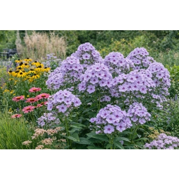 Płomyk wiechowaty Lavendelwolke - Phlox paniculata