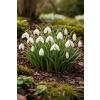 Śnieżyczka - Galanthus nivalis