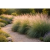 Przyostnia Lindheimera - Muhlenbergia Lindheimeri