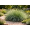 Przyostnia Lindheimera - Muhlenbergia Lindheimeri