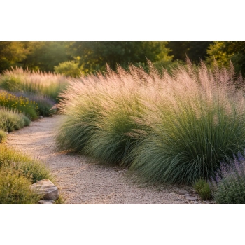 Przyostnia Lindheimera - Muhlenbergia Lindheimeri