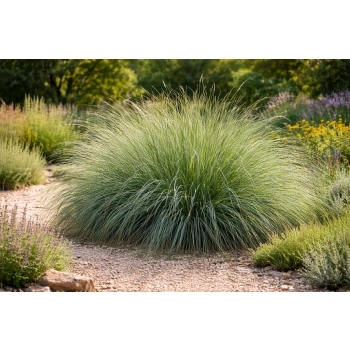 Przyostnia Lindheimera - Muhlenbergia Lindheimeri