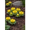 Rannik cylicyjski - Eranthis cilicica Rannik cylicyjski - Eranthis cilicica