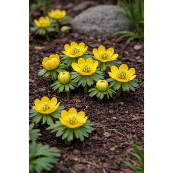 Rannik cylicyjski - Eranthis cilicica Rannik cylicyjski - Eranthis cilicica