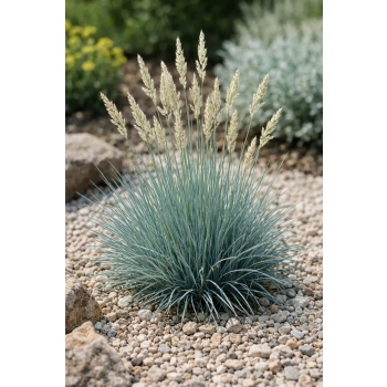 Strzęplica sina - Koeleria glauca