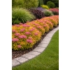 Tawuła japońska Goldflame - Spiraea japonica