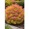 Tawuła japońska Goldflame - Spiraea japonica
