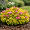 Tawuła japońska Golden Princess-Spiraea japonica