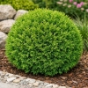 Żywotnik zachodni Hoseri - Thuja occidentalis