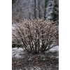 Trzmielina oskrzydlona Blade Runner-Euonymus alatus