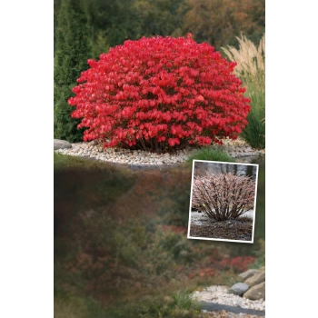 Trzmielina oskrzydlona Blade Runner-Euonymus alatus