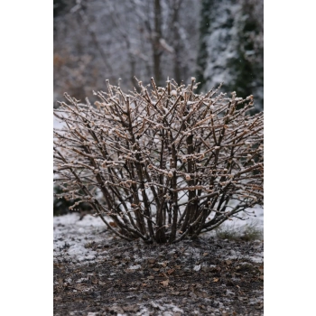 Trzmielina oskrzydlona Blade Runner-Euonymus alatus