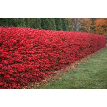 Trzmielina oskrzydlona Blade Runner-Euonymus alatus