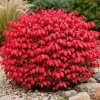Trzmielina oskrzydlona Rudy Haag-Euonymus alatus