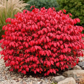 Trzmielina oskrzydlona Rudy Haag-Euonymus alatus
