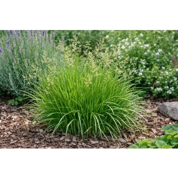 Turówka wonna-Hierochloe odorata