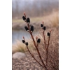 Wierzba smukłoszyjkowa Melanostachys-Salix gracilistyla