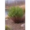 Wierzba smukłoszyjkowa Melanostachys-Salix gracilistyla